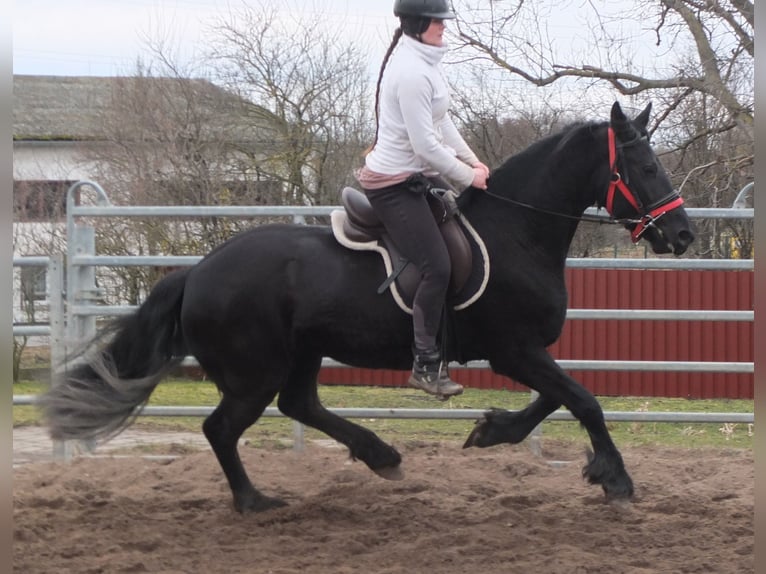 Fries paard Merrie 4 Jaar 162 cm Zwart in Ellersleben