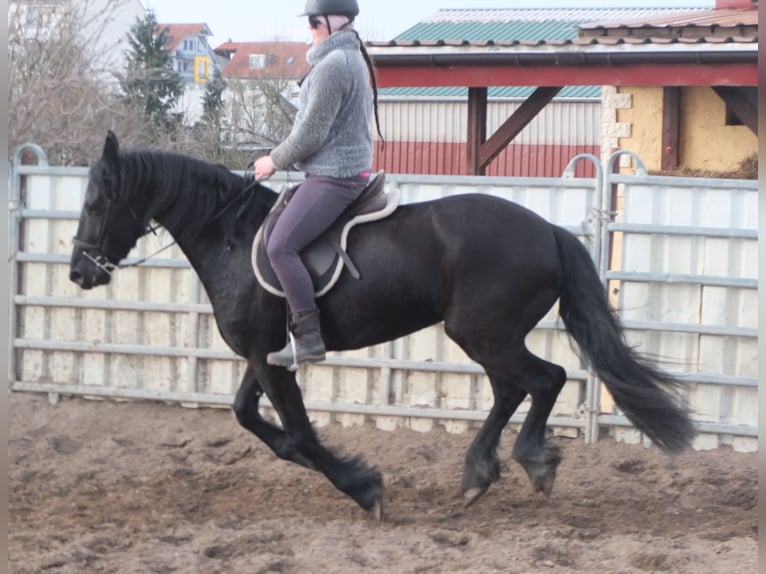 Fries paard Merrie 4 Jaar 162 cm Zwart in Ellersleben