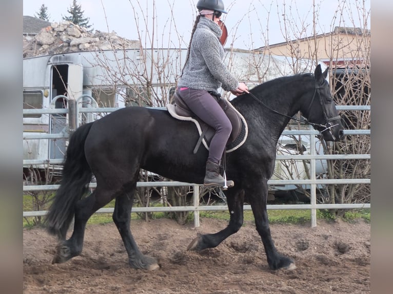 Fries paard Merrie 4 Jaar 162 cm Zwart in Ellersleben