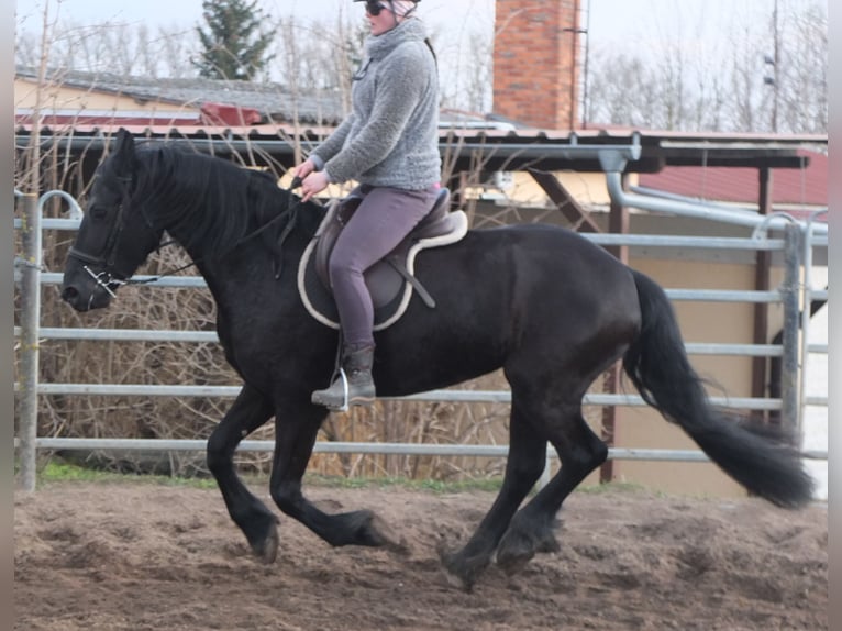 Fries paard Merrie 4 Jaar 162 cm Zwart in Ellersleben