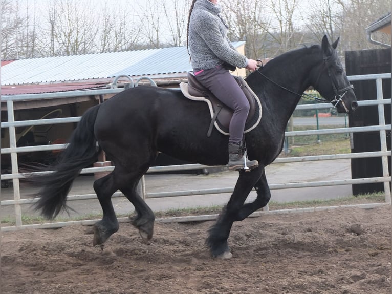 Fries paard Merrie 4 Jaar 162 cm Zwart in Ellersleben