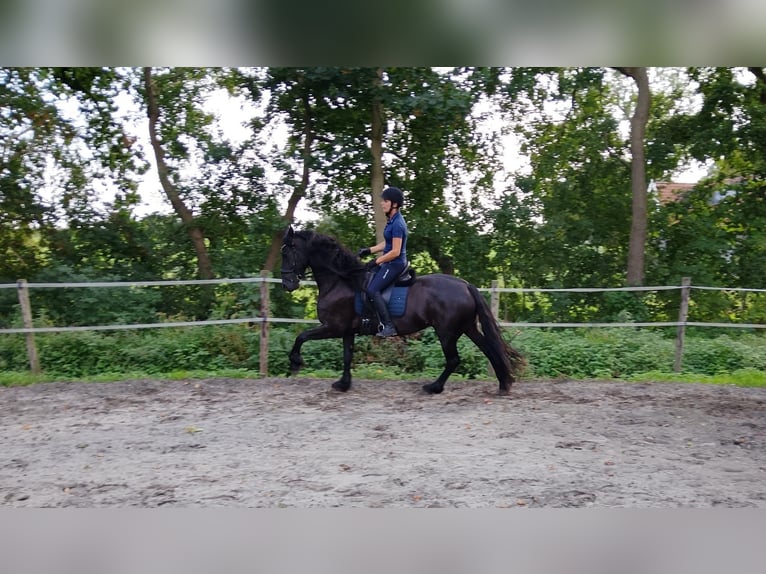 Fries paard Merrie 4 Jaar 162 cm Zwart in Workum