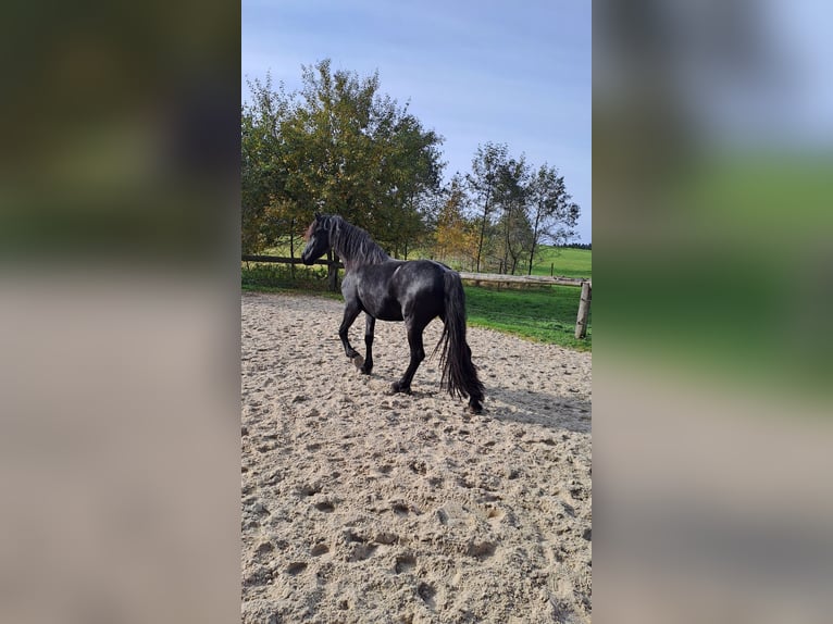 Fries paard Merrie 4 Jaar 162 cm Zwart in KOPFING  im Innkreis