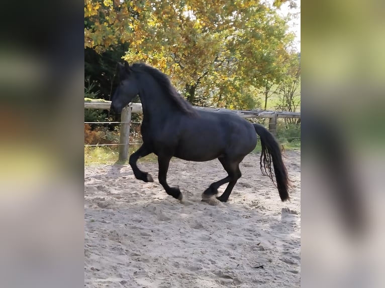 Fries paard Merrie 4 Jaar 162 cm Zwart in KOPFING  im Innkreis