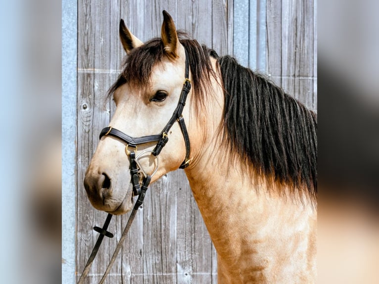 Fries paard Mix Merrie 4 Jaar 163 cm Buckskin in Waakirchen