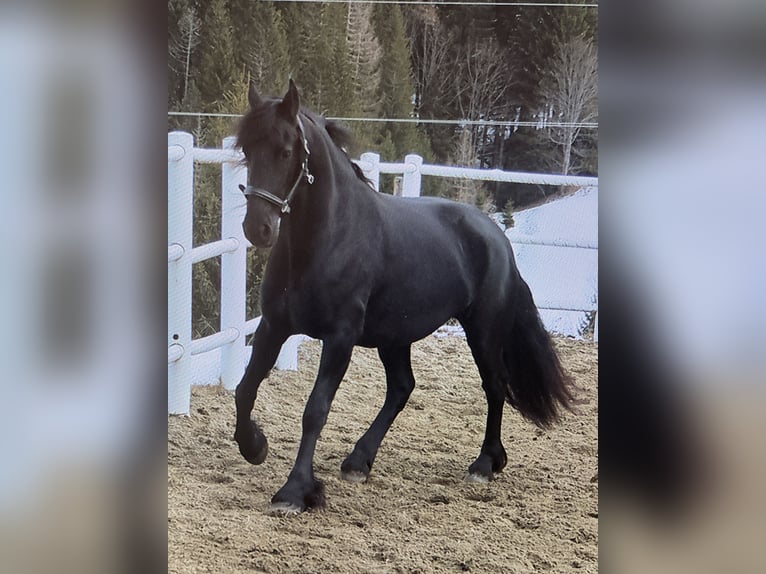 Fries paard Merrie 4 Jaar 163 cm Zwart in Bad Kleinkirchheim