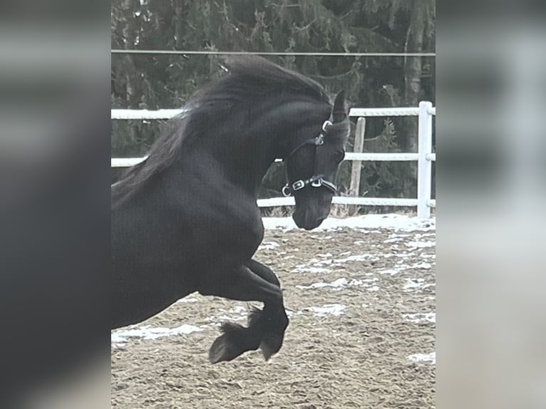 Fries paard Merrie 4 Jaar 163 cm Zwart in Bad Kleinkirchheim