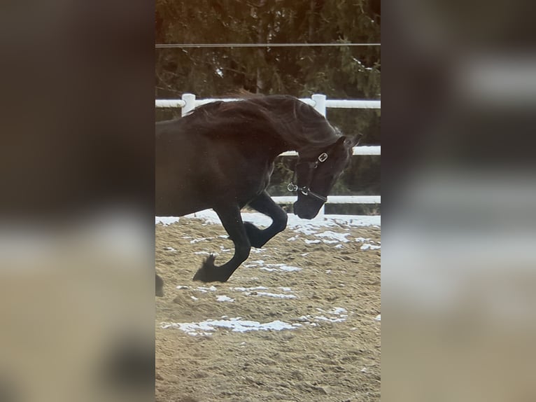 Fries paard Merrie 4 Jaar 163 cm Zwart in Bad Kleinkirchheim