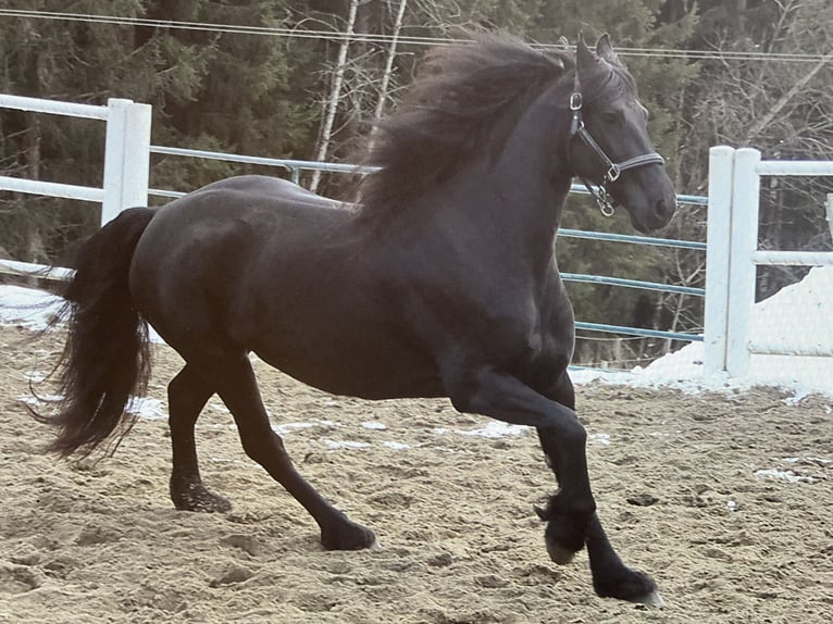 Fries paard Merrie 4 Jaar 163 cm Zwart in Bad Kleinkirchheim