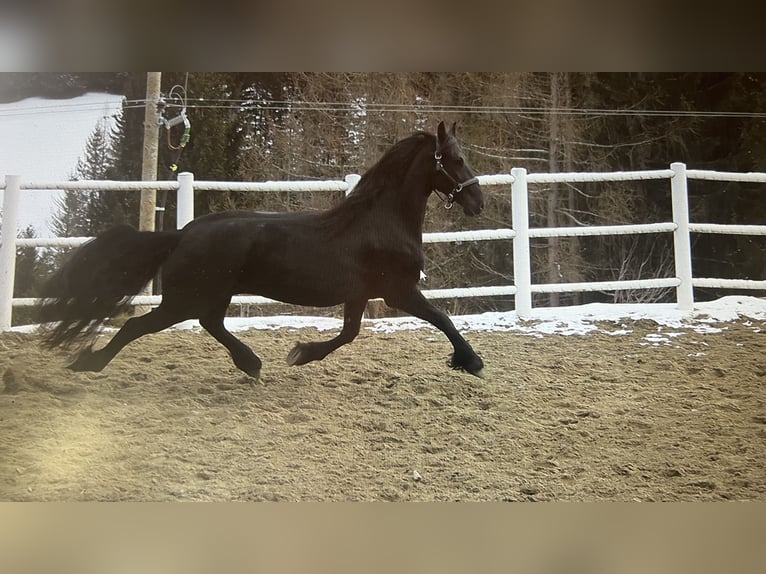 Fries paard Merrie 4 Jaar 163 cm Zwart in Bad Kleinkirchheim