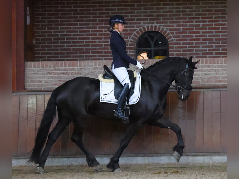 Fries paard Merrie 4 Jaar 163 cm Zwart in Huissen