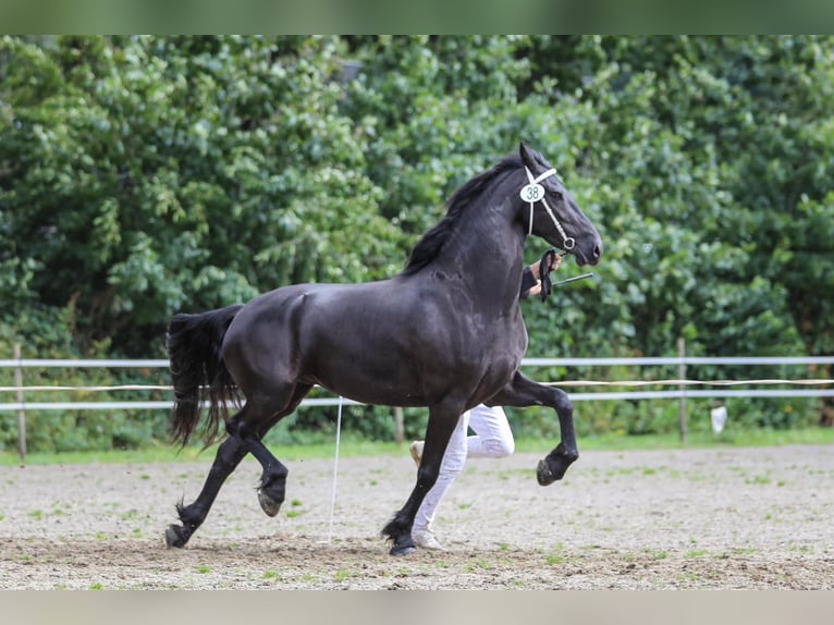 Fries paard Merrie 4 Jaar 163 cm Zwart in Huissen
