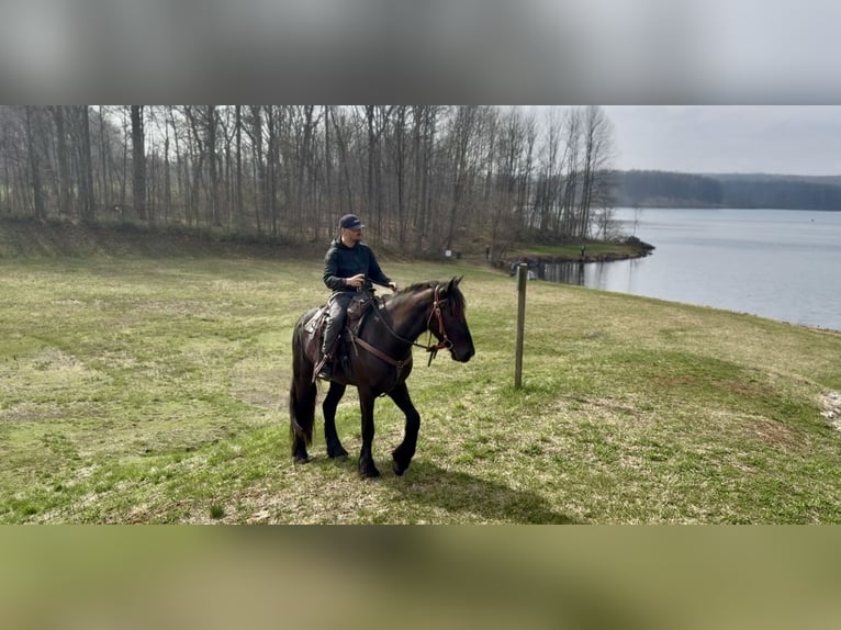 Fries paard Mix Merrie 4 Jaar 163 cm Zwart in Gap