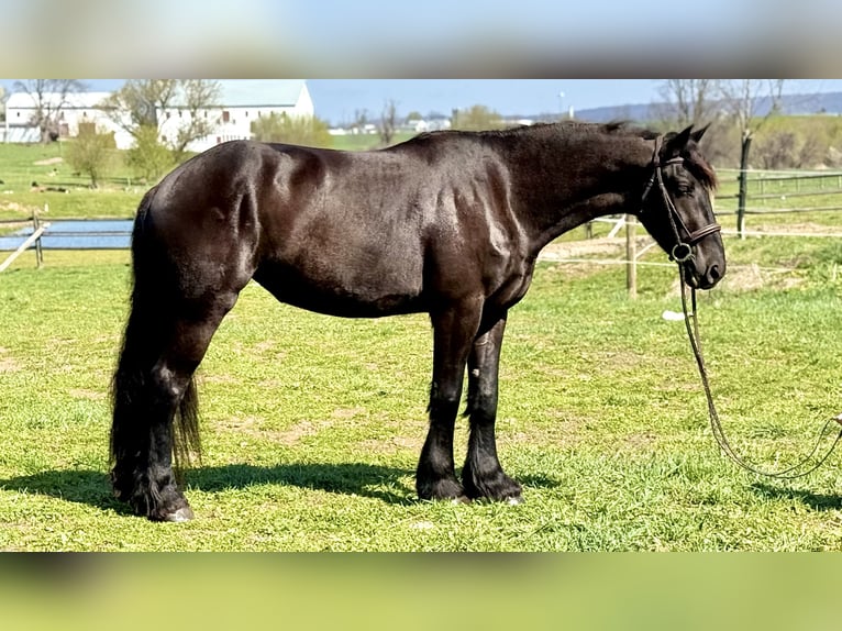 Fries paard Mix Merrie 4 Jaar 163 cm Zwart in Gap