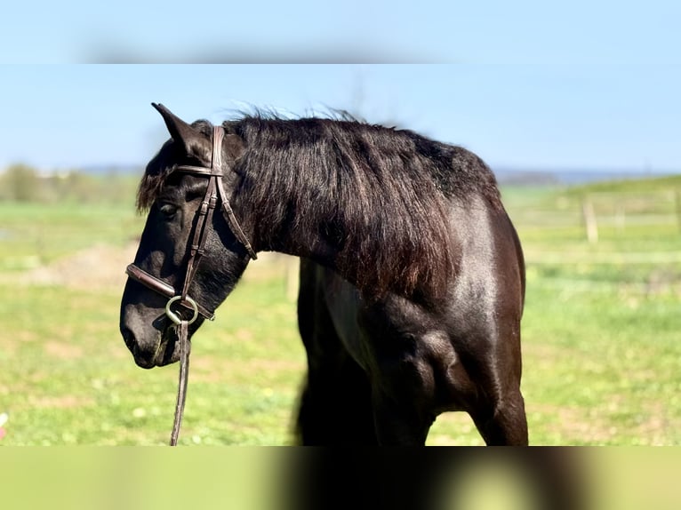 Fries paard Mix Merrie 4 Jaar 163 cm Zwart in Gap