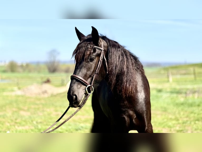 Fries paard Mix Merrie 4 Jaar 163 cm Zwart in Gap