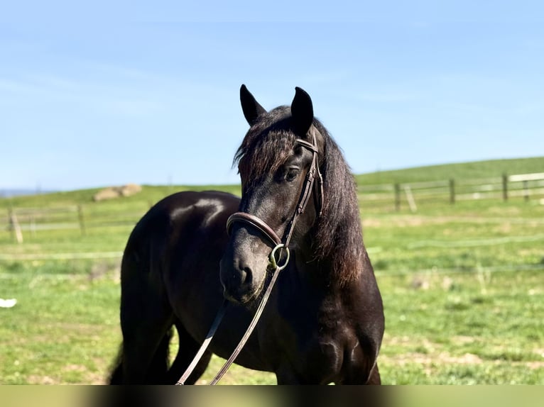 Fries paard Mix Merrie 4 Jaar 163 cm Zwart in Gap