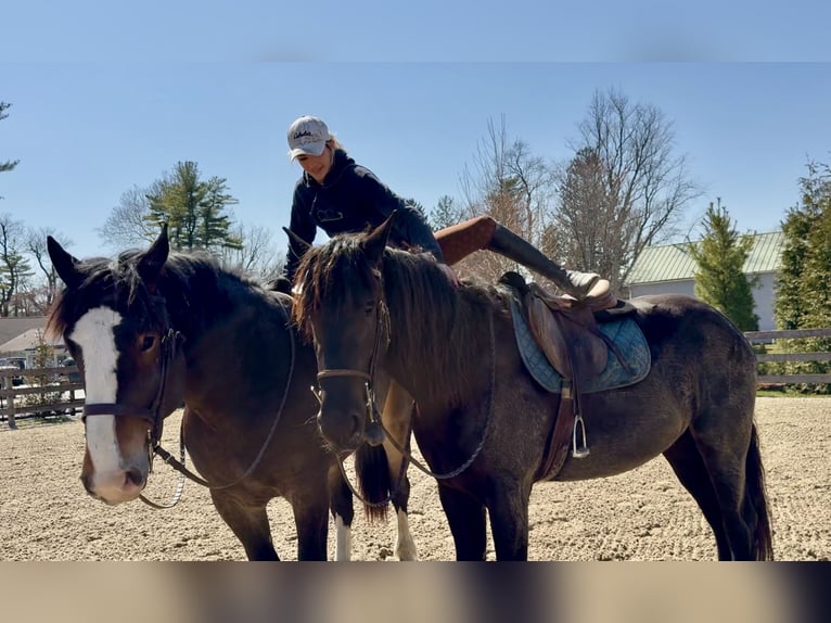 Fries paard Mix Merrie 4 Jaar 163 cm Zwart in Gap