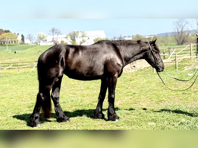 Fries paard Mix Merrie 4 Jaar 163 cm Zwart in Gap