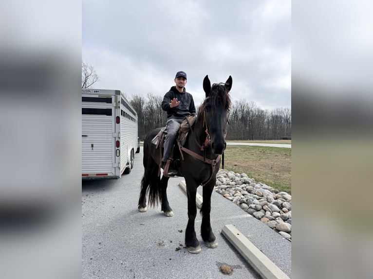 Fries paard Mix Merrie 4 Jaar 163 cm Zwart in Gap