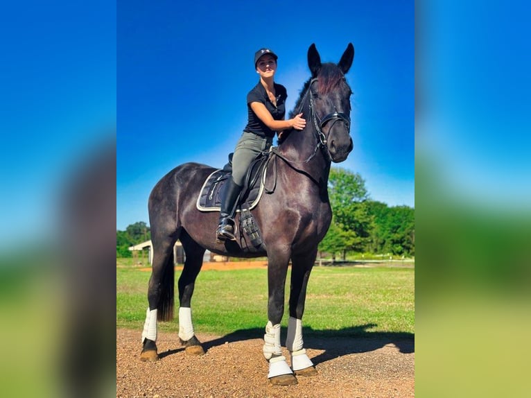 Fries paard Merrie 4 Jaar 163 cm Zwart in Austin