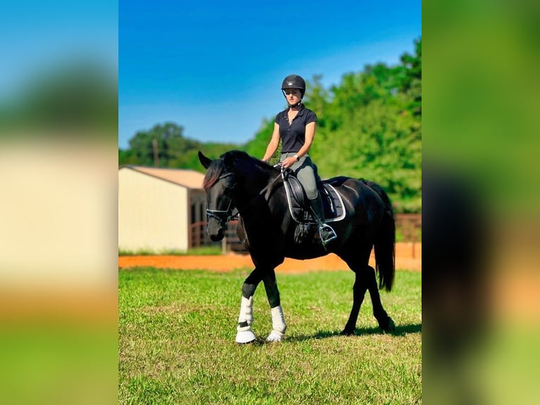 Fries paard Merrie 4 Jaar 163 cm Zwart in Austin