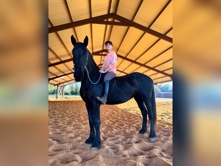 Fries paard Merrie 4 Jaar 163 cm Zwart in Austin