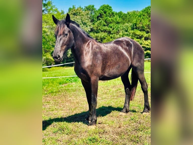 Fries paard Merrie 4 Jaar 163 cm Zwart in Austin