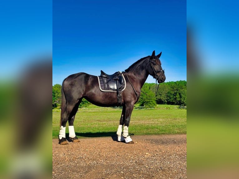 Fries paard Merrie 4 Jaar 163 cm Zwart in Austin