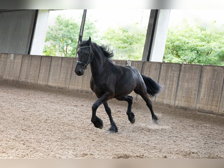 Fries paard Merrie 4 Jaar 164 cm Zwart in Oosterblokker
