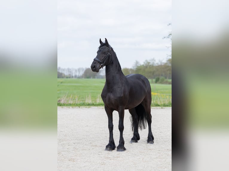Fries paard Merrie 4 Jaar 164 cm Zwart in Oosterblokker