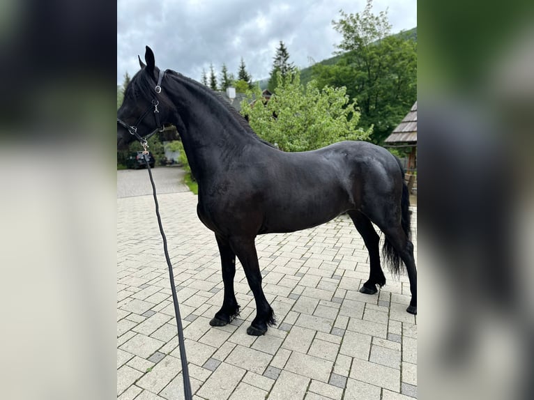 Fries paard Merrie 4 Jaar 164 cm Zwart in Bad Kleinkirchheim