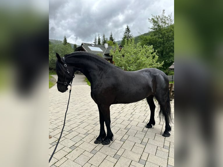 Fries paard Merrie 4 Jaar 164 cm Zwart in Bad Kleinkirchheim