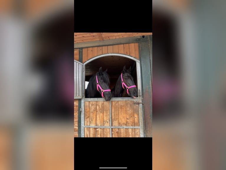 Fries paard Merrie 4 Jaar 164 cm Zwart in Feldkirchen-Westerham