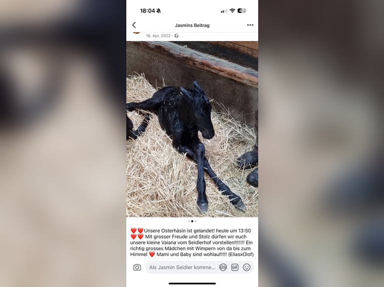 Fries paard Merrie 4 Jaar 165 cm Zwart in Kottingbrunn