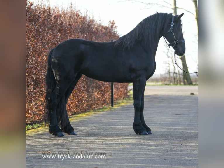 Fries paard Merrie 4 Jaar 165 cm Zwart in Mijnsheerenland