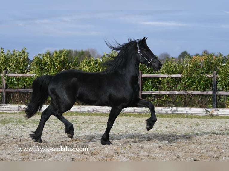 Fries paard Merrie 4 Jaar 165 cm Zwart in Mijnsheerenland