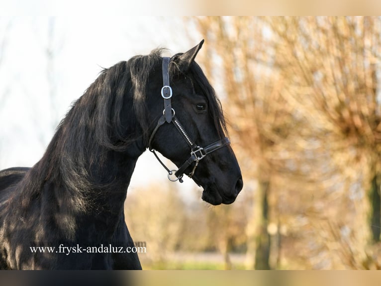 Fries paard Merrie 4 Jaar 165 cm Zwart in Mijnsheerenland