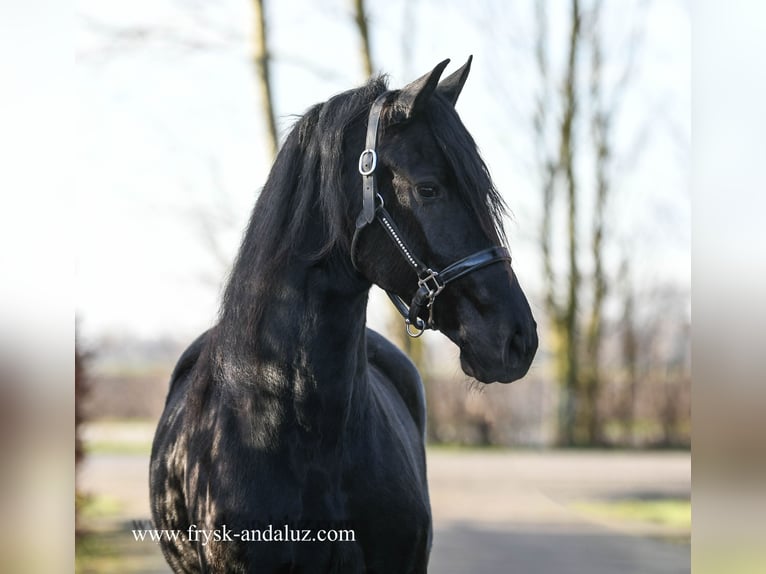 Fries paard Merrie 4 Jaar 165 cm Zwart in Mijnsheerenland