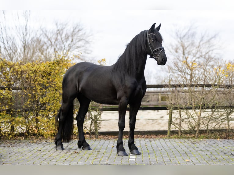 Fries paard Merrie 4 Jaar 165 cm Zwart in Harlingen