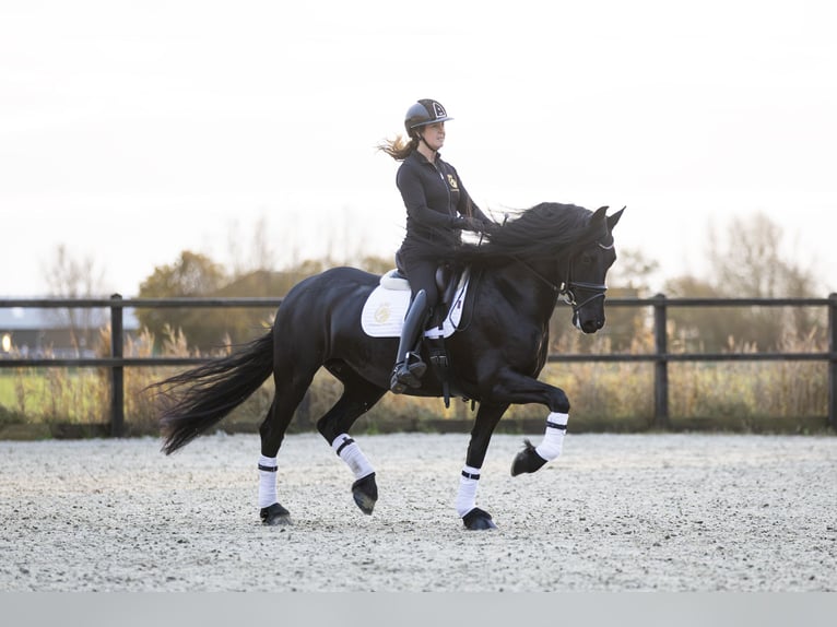 Fries paard Merrie 4 Jaar 165 cm Zwart in Harlingen