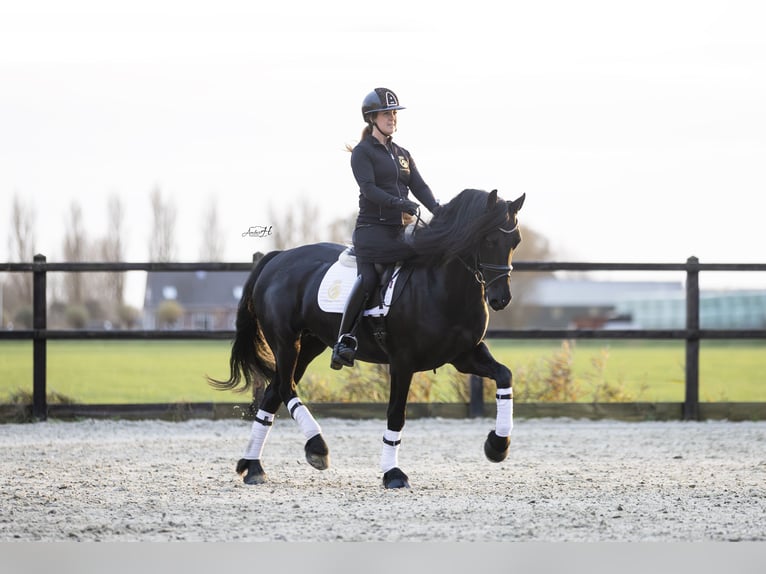 Fries paard Merrie 4 Jaar 165 cm Zwart in Harlingen