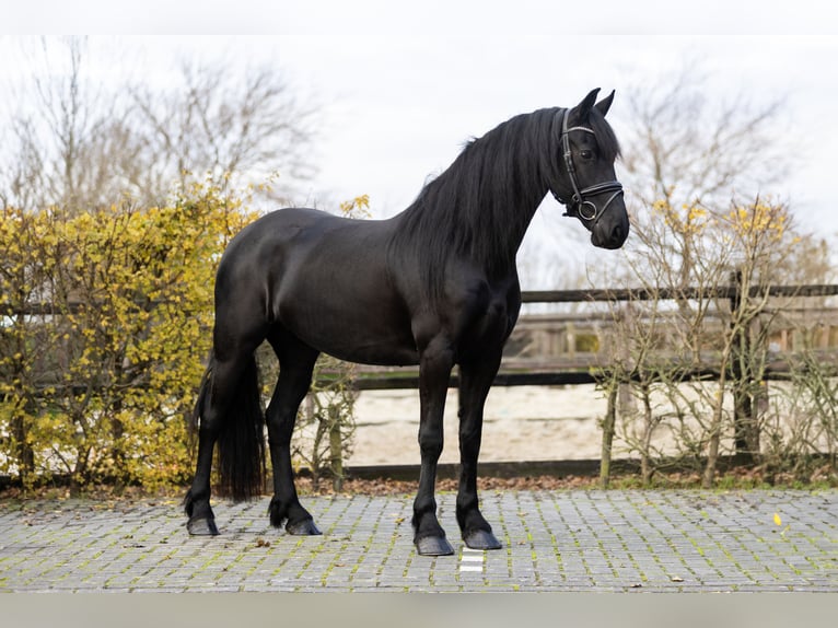 Fries paard Merrie 4 Jaar 165 cm Zwart in Harlingen