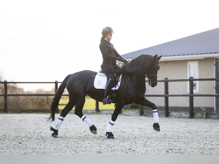 Fries paard Merrie 4 Jaar 165 cm Zwart in Harlingen