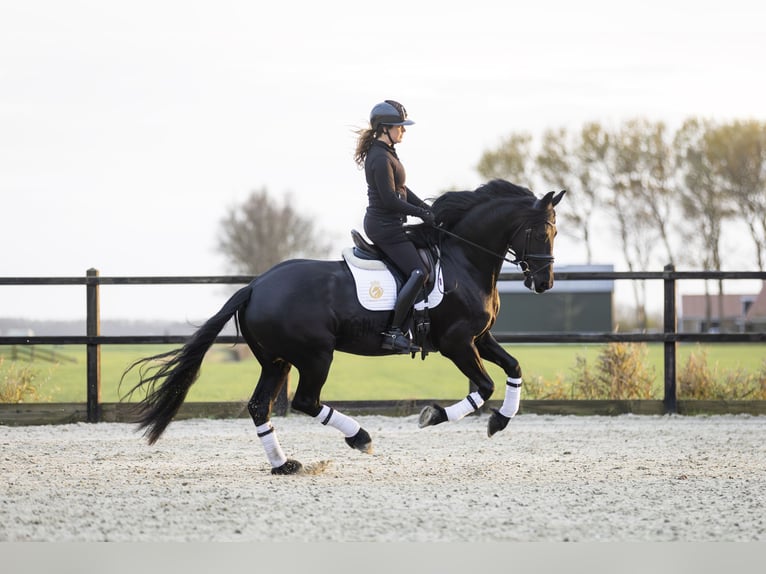 Fries paard Merrie 4 Jaar 165 cm Zwart in Harlingen