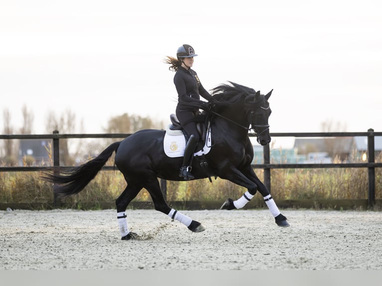 Fries paard Merrie 4 Jaar 165 cm Zwart in Harlingen