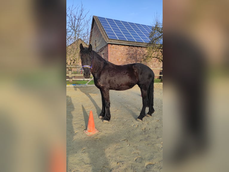 Fries paard Merrie 4 Jaar 165 cm Zwart in Derental