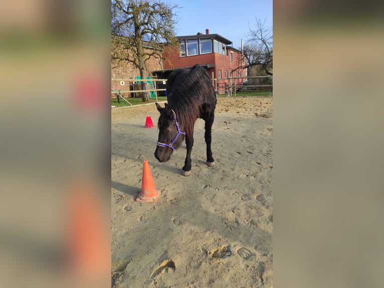 Fries paard Merrie 4 Jaar 165 cm Zwart in Derental