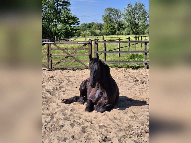 Fries paard Merrie 4 Jaar 165 cm Zwart in Woudenberg