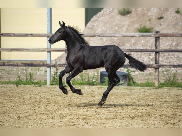 Fries paard Merrie 4 Jaar 165 cm Zwart in Woudenberg